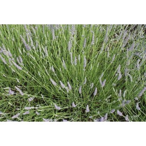 Lavendel-Sorte (Lavandula angustifolia 'Hegau')