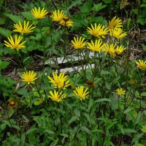 Ochsenauge (Buphtalmum salicifolium)