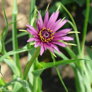 Haferwurzel (Tragopogon porrifolius)
