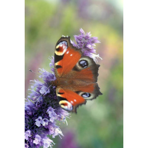 Agastache / Aniskraut (Agastache anisatus)
