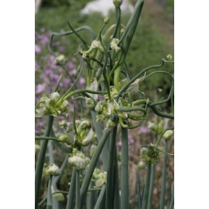 Etagenzwiebel (Allium cepa var. viviparum)