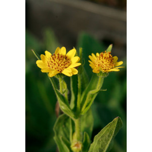 Arnica chamissonis (Arnika)