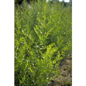Französischer Estragon (Artemisia dracunculus var. sativa)