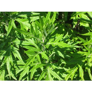 Beifuss (Artemisia vulgaris)
