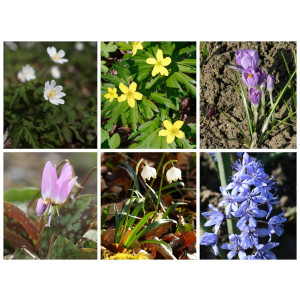 Blumenzwiebeln zur Verwilderung im Gehölzschatten und auf der Wiese