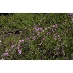 Hänge-Buddleie (Buddleia alternifolia)