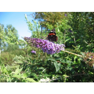 Zwerg-Schmetterlingsflieder (Buddleia davidii 'Nana')