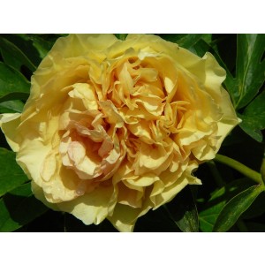 Canary Brilliants Pfingstrose
