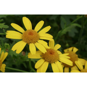 Saatwucherblume (Bio-Saatgut)