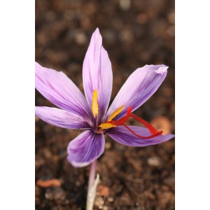 Crocus sativus (Safrankrokus)