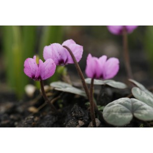 Cyclamen coum (Frühlings-Alpenveilchen)