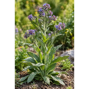 Echte Hundszunge, Cynoglossum officinale
