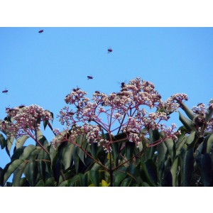 Bienenbaum (Euodia hupehensis)