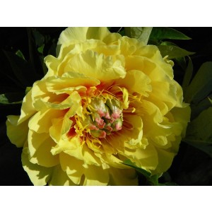 Garden Treasure Pfingstrose