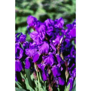 Iris aphylla (Nacktstengelige Iris)