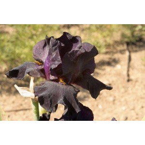 Iris-Sorte (Iris barbata 'Old Black Magic')