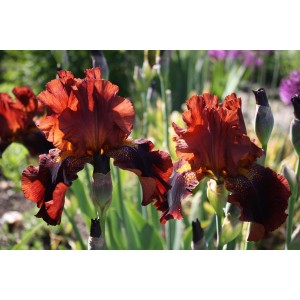 Iris barbata 'Wine and Roses' (Schokoladen-Iris 'Wine and Roses')