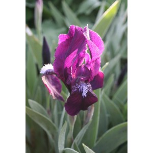 Bartiris (Iris barbata 'Black Forest')