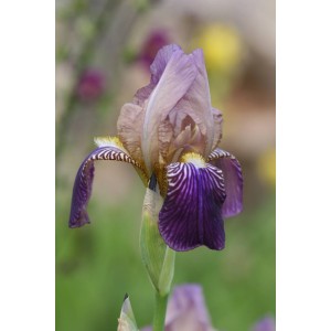 Holunder-Iris/Holunder-Schwertlilie (Iris sambucina 'Mägdeberg')