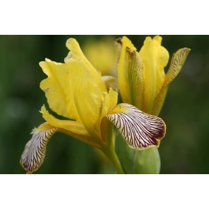 Bunte Schwertlilie (Iris variegata 'Hohentwiel')