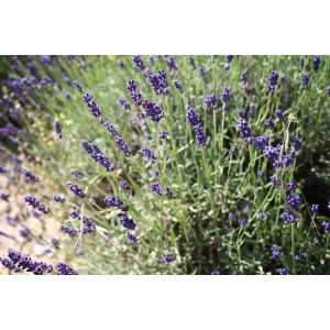 Lavandula angustifolia 'Hidcote Blue' (Lavendel-Sorte 'Hidcote Blue')