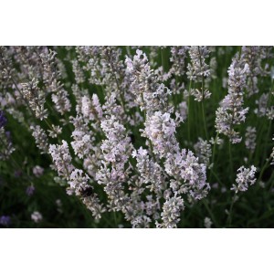 Lavandula angustifolia 'Hidcote Pink' (Lavendel-Sorte 'Hidcote Pink')