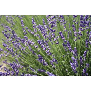 Lavendel-Auslese (Lavandula angustifolia 'Siesta')