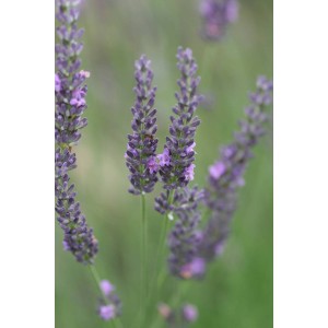 Lavendel-Auslese (Lavandula x intermedia 'Grosso')