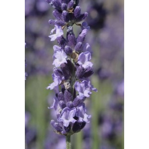 Lavendel-Sorte (Lavandula angustifolia 'Luberon')