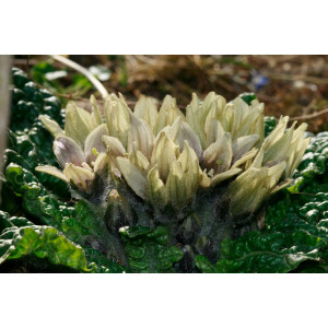 Alraune (Mandragora officinarum)