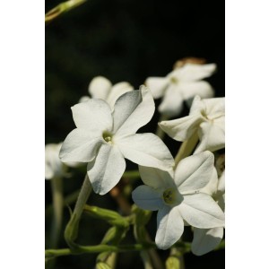 Bauerntabak / Flügeltabak (Nicotiana alata)