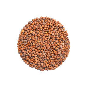 Bio Radieschen Samen (50g) für das Sprossenglas