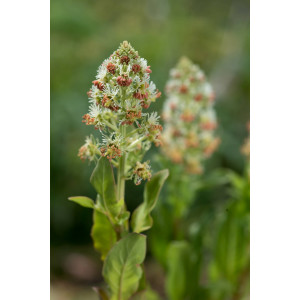 Duftresede (Reseda odorata)