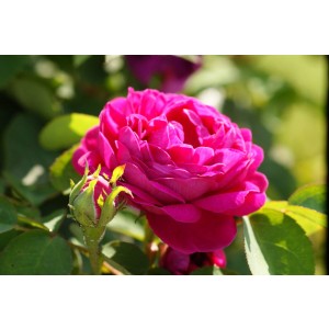 Rosa damaszena 'Rose de Resht' (Rosa damaszena 'Rose de Resht')