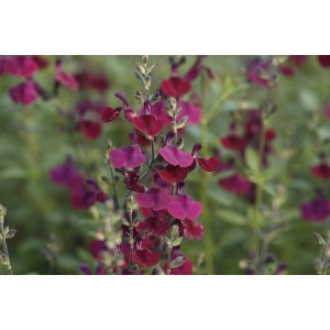 Pfirsichsalbei (Salvia greggii 'Nachtvlinder')