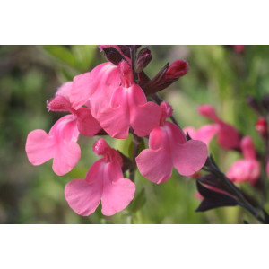 Salbei-Auslese (Salvia greggii 'Syringa')
