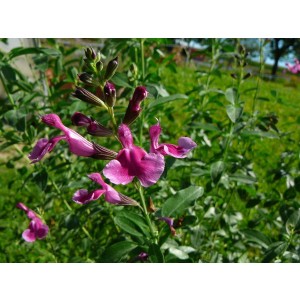 Pfirsichsalbei-Sorte (Salvia greggii 'Icing Sugar')