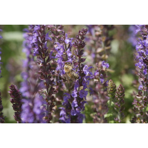 Steppensalbei (Salvia nemorosa)