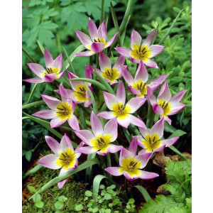 Zwergtulpe, Tulipa humilis
