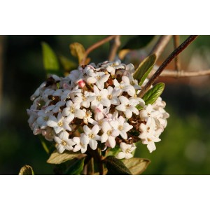 Oster-Duftschneeballs (Viburnum x burkwoodii)