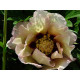 Pastel Splendor Pfingstrose