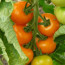 Tomate, Orange bourgoin