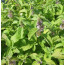 Bananenminze - Mentha arvensis 'Banana'