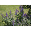 Steppensalbei (Salvia nemorosa)