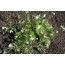 Waldmeister (Galium odoratum)