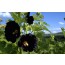 Schwarze Stockrose (Alcea rosea var. nigra)
