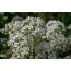 Allium tuberosum (Schnittknoblauch)
