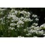 Allium tuberosum (Schnittknoblauch)