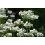 Allium tuberosum (Schnittknoblauch)