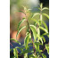 Zitronenverbene - Aloysia triphylla